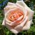 Троянда чайно-гібридна ''Осіана'' ROSE 'OSIANA' висота 80-150 см Кремовий 422 фото