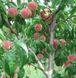 Персик 'Киевский Ранний' PRUNUS PERSICA "KIEVSKIY RANNIY" высота 150-180 см Оранжевый 230 фото 2