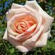 Троянда чайно-гібридна ''Осіана'' ROSE 'OSIANA' висота 80-150 см Кремовий 422 фото 1