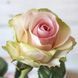 Роза чайно-гибридная ''Денсинг Квин'' ROSE 'DANCING QUEEN' высота 80-150 см Нежно-розовый 322 фото 2