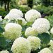 Гортензія крупнолиста HYDRANGEA MACROPHYLLA 'WHITE' Біла 793 фото 3