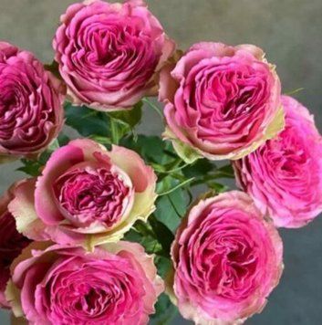Троянда чайно-гібридна ''Джолі Трендсеттер'' ROSE 'JOLLY TRENDSETTER' висота 80-150 см Рожевий 423 фото
