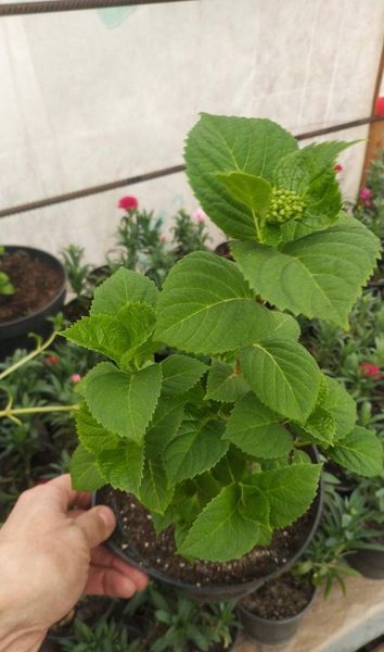 Гортензія крупнолиста HYDRANGEA MACROPHYLLA 'PINK Рожева 794 фото