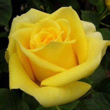 Троянда чайно-гібридна ''Прадо'' ROSE 'PRADO' висота 80-150 см Жовтий 323 фото