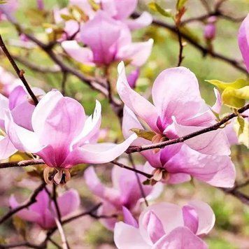 Магнолія ''Джорж Генрі Керн'' MAGNOLIA 'GEORGE HENRY KERN' висота 50-60 см, глечик 1,5-2 л Рожевий 273 фото