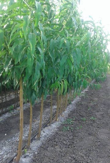 Персик 'Фиделия' PRUNUS PERSICA "FIDELIA" высота 150-180 см Темно-красный 231 фото