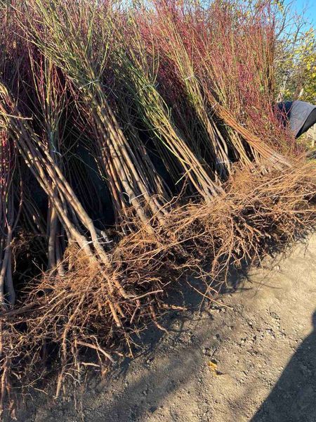 Персик 'Фиделия' PRUNUS PERSICA "FIDELIA" высота 150-180 см Темно-красный 231 фото
