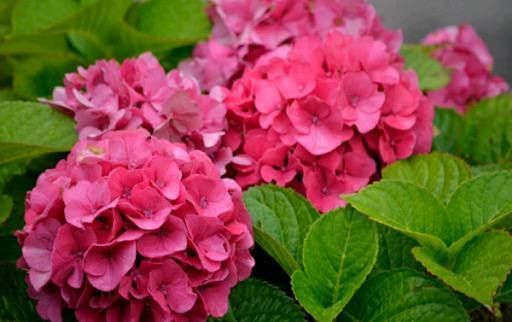 Гортензія крупнолиста HYDRANGEA MACROPHYLLA 'PINK Рожева 794 фото
