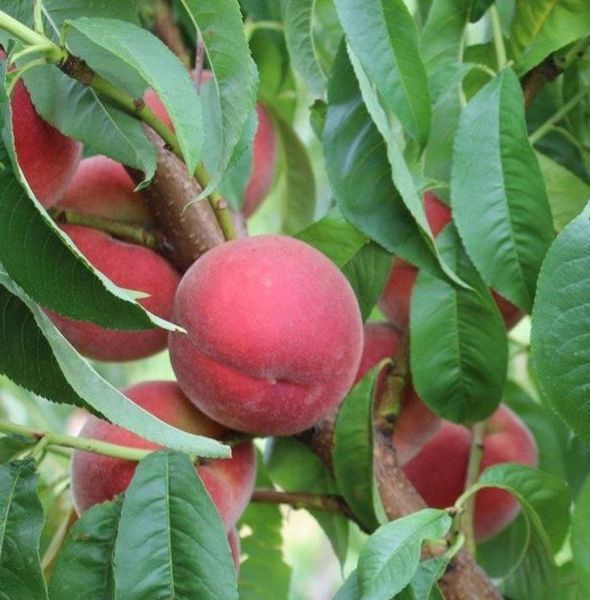 Персик 'Фиделия' PRUNUS PERSICA "FIDELIA" высота 150-180 см Темно-красный 231 фото