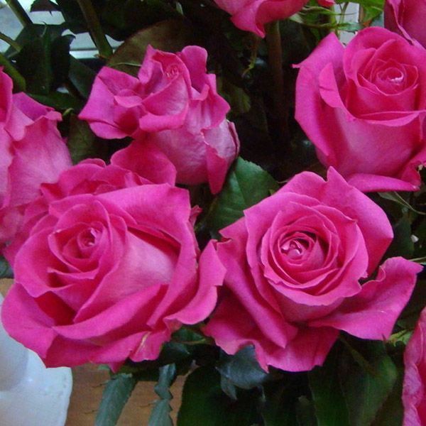 Троянда чайно-гібридна ''Топаз'' ROSE 'TOPAZ' висота 80-150 см Яскраво-рожевий 373 фото