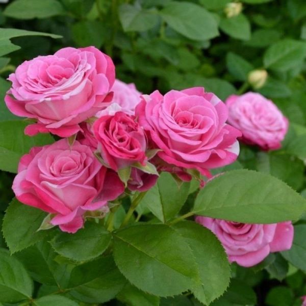 Дрібноквіткова, спрей троянда ''Леді Бомбастік'' ROSE 'LADY BOMBASTIC' висота 40-50 см Насичено-рожевий 472 фото