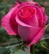 Троянда чайно-гібридна ''Топаз'' ROSE 'TOPAZ' висота 80-150 см Яскраво-рожевий 373 фото 2