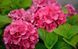 Гортензія крупнолиста HYDRANGEA MACROPHYLLA 'PINK Рожева 794 фото 2