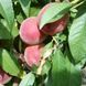 Персик 'Фиделия' PRUNUS PERSICA "FIDELIA" высота 150-180 см Темно-красный 231 фото 2