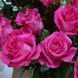 Троянда чайно-гібридна ''Топаз'' ROSE 'TOPAZ' висота 80-150 см Яскраво-рожевий 373 фото 3