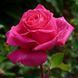 Троянда чайно-гібридна ''Топаз'' ROSE 'TOPAZ' висота 80-150 см Яскраво-рожевий 373 фото 1