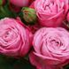 Дрібноквіткова, спрей троянда ''Леді Бомбастік'' ROSE 'LADY BOMBASTIC' висота 40-50 см Насичено-рожевий 472 фото 3