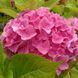 Гортензія крупнолиста HYDRANGEA MACROPHYLLA 'PINK Рожева 794 фото 1