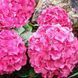 Гортензія крупнолиста HYDRANGEA MACROPHYLLA 'PINK Рожева 794 фото 3