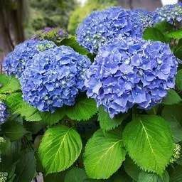 Гортензія крупнолиста HYDRANGEA MACROPHYLLA 'BLUE' Блакитна 795 фото