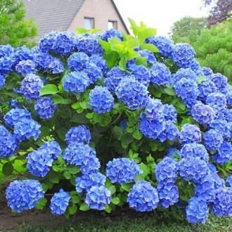 Гортензія крупнолиста HYDRANGEA MACROPHYLLA 'BLUE' Блакитна 795 фото