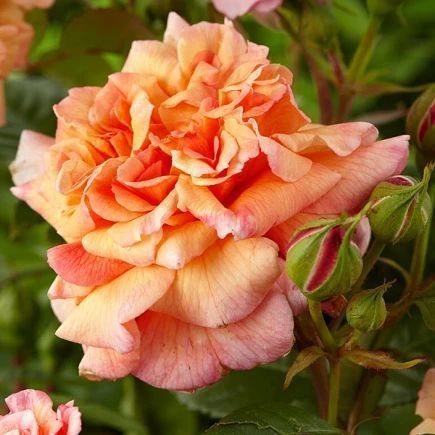 Троянда плетиста ''Алоха'' ROSE 'ALOHA' висота від 3 до 7 метрів Рожево-кораловий 424 фото