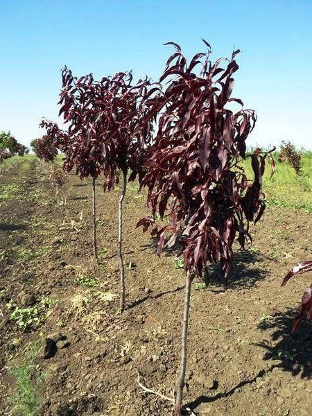 Персик декоративный PRUNUS PERSICA высота 220 см Бордовый 555 фото