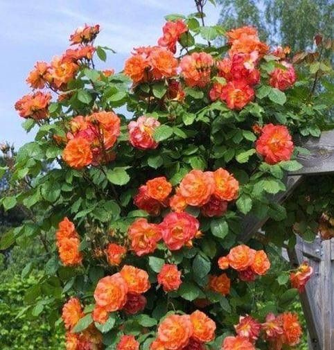 Троянда плетиста ''Алоха'' ROSE 'ALOHA' висота від 3 до 7 метрів Рожево-кораловий 424 фото
