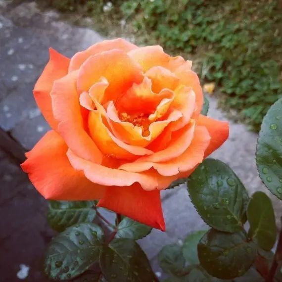 Троянда чайно-гібридна ''Луі де Фінес'' ROSE 'LOUIS DE FUNES' висота 80-150 см Помаранчевий 374 фото