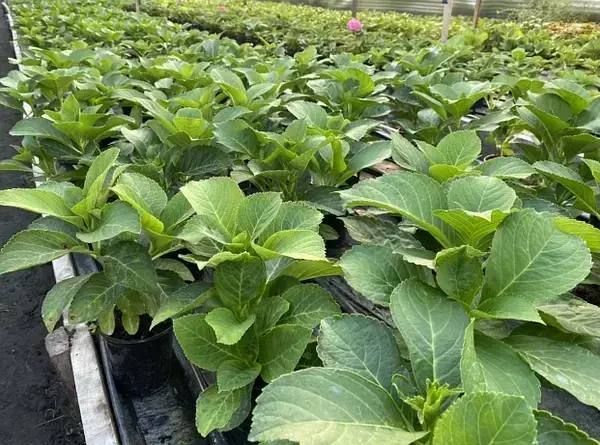 Гортензія крупнолиста HYDRANGEA MACROPHYLLA 'BLUE' Блакитна 795 фото