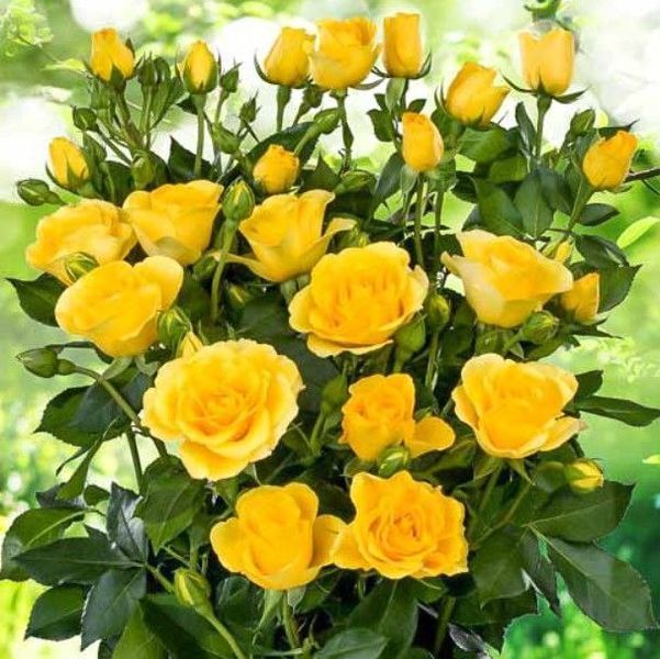 Дрібноквіткова, спрей троянда ''Спрей Жовтий'' ROSE 'SPRAY YELLOW' висота від 100 до 120 см Жовтий 473 фото