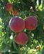 Персик 'Кардинал' PRUNUS PERSICA "CARDINAL" высота 150-180 см Оранжевый 232 фото 2