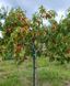 Персик 'Кардинал' PRUNUS PERSICA "CARDINAL" высота 150-180 см Оранжевый 232 фото 4