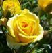 Дрібноквіткова, спрей троянда ''Спрей Жовтий'' ROSE 'SPRAY YELLOW' висота від 100 до 120 см Жовтий 473 фото 2