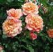 Троянда плетиста ''Алоха'' ROSE 'ALOHA' висота від 3 до 7 метрів Рожево-кораловий 424 фото 4