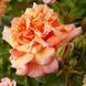 Троянда плетиста ''Алоха'' ROSE 'ALOHA' висота від 3 до 7 метрів Рожево-кораловий 424 фото 2