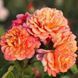 Троянда плетиста ''Алоха'' ROSE 'ALOHA' висота від 3 до 7 метрів Рожево-кораловий 424 фото 3