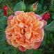 Троянда плетиста ''Алоха'' ROSE 'ALOHA' висота від 3 до 7 метрів Рожево-кораловий 424 фото 1