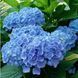 Гортензія крупнолиста HYDRANGEA MACROPHYLLA 'BLUE' Блакитна 795 фото 1
