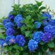 Гортензія крупнолиста HYDRANGEA MACROPHYLLA 'BLUE' Блакитна 795 фото 2