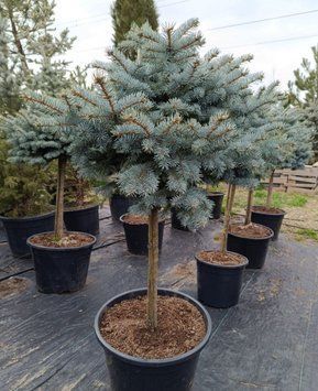 Колюча ялинка "Глаука Глобоза" PICEA PUNGENS 'GLAUCA GLOBOSA'  на штамбі (привита) висота 40 см, Блакитно-зелений 188 фото