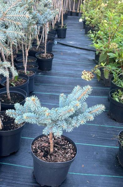 Колюча ялинка "Глаука Глобоза" PICEA PUNGENS 'GLAUCA GLOBOSA'  на штамбі (привита) висота 40 см, Блакитно-зелений 188 фото