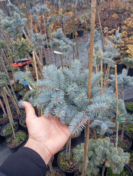 Колюча ялинка "Глаука Глобоза" PICEA PUNGENS 'GLAUCA GLOBOSA'  на штамбі (привита) висота 40 см, Блакитно-зелений 188 фото