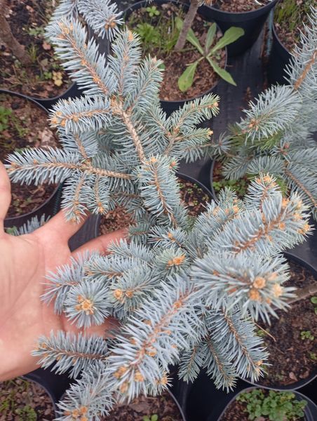 Колюча ялинка "Глаука Глобоза" PICEA PUNGENS 'GLAUCA GLOBOSA'  на штамбі (привита) висота 40 см, Блакитно-зелений 188 фото