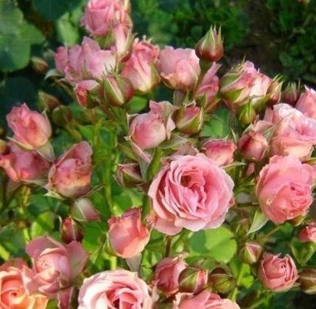Дрібноквіткова, спрей троянда ''Грація'' ROSE 'GRACIA' висота від 100 до 120 см Ніжно-рожевий 474 фото