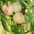 Персик 'Белый Лебедь' PRUNUS PERSICA ''BILYI LEBID'' высота 150-180 см Желтый 233 фото