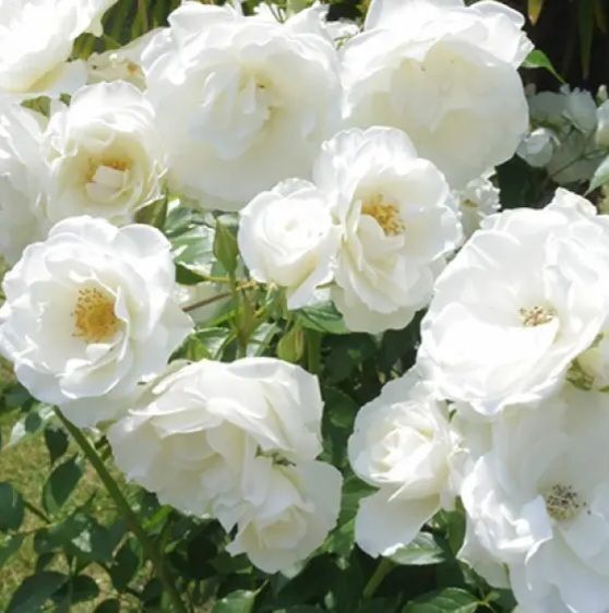 Троянда плетиста ''Айсберг'' ROSE 'ICEBERG' висота від 3 до 7 метрів Білий 425 фото