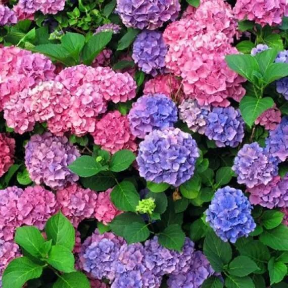 Гортензія крупнолиста HYDRANGEA MACROPHYLLA 'CHAMELEON' Хамелеон 796 фото