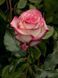 Роза чайно-гибридная ''Палома'' ROSE 'PALOMA' высота 80-150 см Бело-розовый 325 фото 1