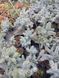 Колюча ялинка "Глаука Глобоза" PICEA PUNGENS 'GLAUCA GLOBOSA'  на штамбі (привита) висота 40 см, Блакитно-зелений 188 фото 4